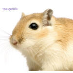 The gerbils