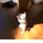 청포됴