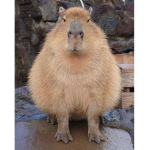 cool capybara grup