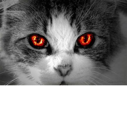 Survive The Cat The Killer