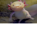 Axolotls!! Unicorns!! Sloths!!