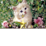 Daisystroop