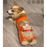 The lovable corgis