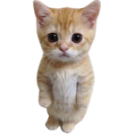 Cat Studio Community