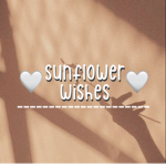 sunflower wishes