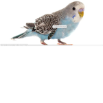 bird man gruop