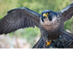The Florida Falcons