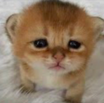 Adoptme trading