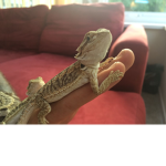 the best lizards