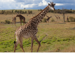 Wild Giraffes