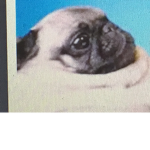 Pugz Fun!