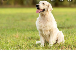 doglove123