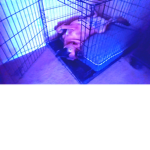 Dog Fan group85