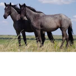 ~Berry Crest Stables~