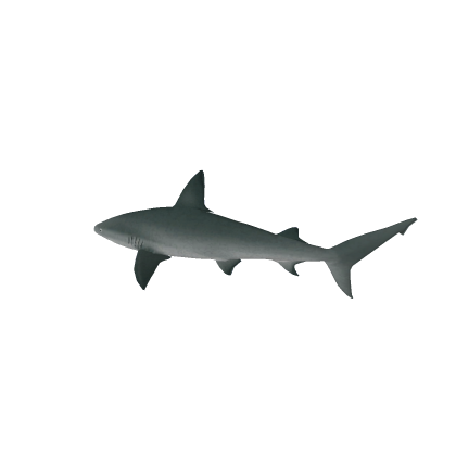 Shark Npc