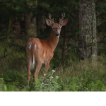 Nature Lovers :) (Deers, Owls, Bunnies, And more.)