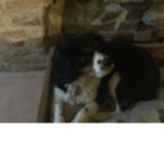 Trevor the dog