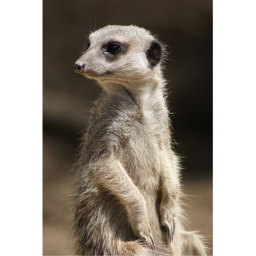 Meercat Army Hangout