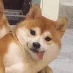 doge supporting meme group
