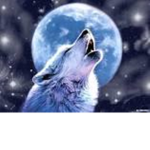 the freak wolfs