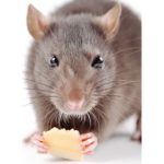 Gamer cool Rats