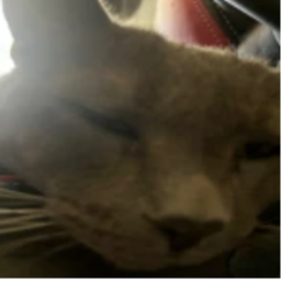 survive my cat basil the killer