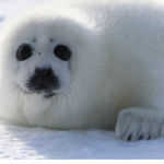 Floofy seals
