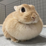 kyoga