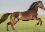 EQ RIDING CENTRE