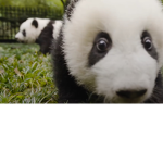CutePandas!