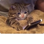 Sad cat fandom