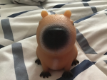 Sebs capybara