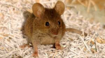 MouseSupremacy!