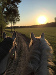<<ACADEMIA LIGHT HORSES>>