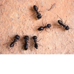 The Mega Ants