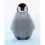 PENGUINS UNITE (beta)