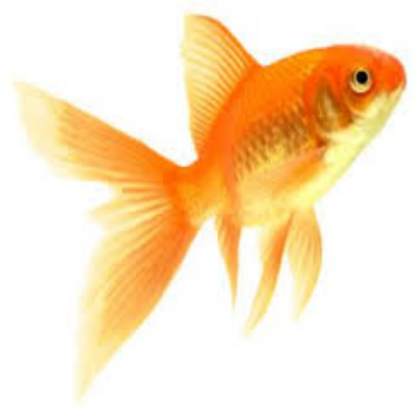 goldfish #1 Roblox decal