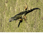 Lizard, Tycoon
