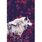 Wolf love Gang tt