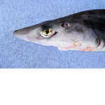 The Spiny Dogfish