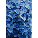 TheBlueGirls