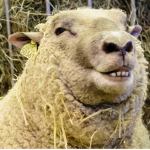 The sheep fandom