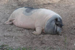 Slob Central (200lbs and up)