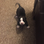 ROBLOX BEST DOGS GROUP