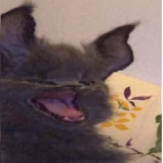 -cat cries-