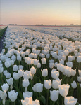 Adoptmelover414
