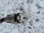 JOlN THE PACK