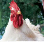 Chickens Nation