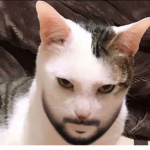 c a t s and k i t t y