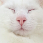 pawIette